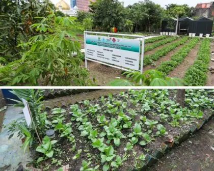 Area kebun urban farming di Bandung yang tertata rapi, menampilkan instalasi sayuran hidroponik dan tanaman organik di lahan sekolah
