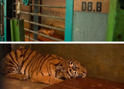 Seekor anak harimau Benggala yang sedang dalam penanganan medis intensif oleh tim dokter hewan di Kebun Binatang Bandung. Foto ini menggambarkan kondisi satwa yang sedang berjuang melawan virus Feline Panleukopenia, sesuai rilis berita dari Pemkot Bandung di fwpjabar.com.