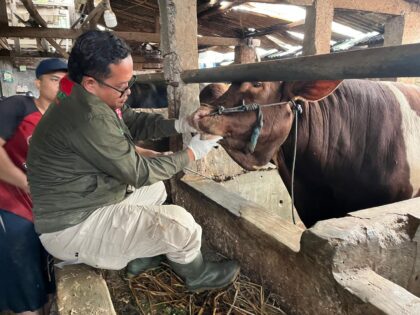 Petugas DKPP Kota Bandung sedang melakukan pemeriksaan fisik mata dan mulut pada seekor sapi kurban untuk memastikan kesehatan sebelum Iduladha.
