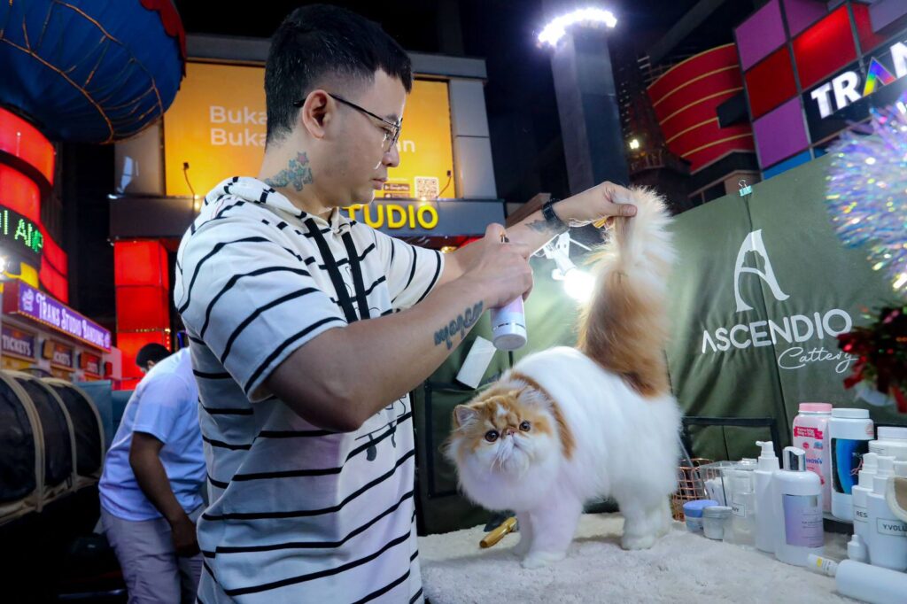 Shibuya Catwalk International Cat Show tampil beda dengan mengusung konsep catwalk.