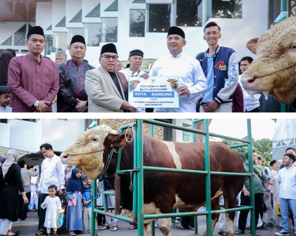 Wali Kota Bandung Muhammad Farhan menyerahkan sapi kurban Presiden Prabowo seberat 1,25 ton di Masjid Al-Ukhuwah.