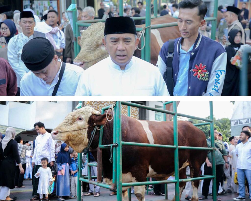 HEWAN KURBAN PRESIDEN — Wali Kota Bandung Muhammad Farhan saat meninjau dan menyerahkan secara simbolis sapi kurban bantuan Presiden RI Prabowo Subianto seberat 1,25 ton di Masjid Al-Ukhuwah, Kota Bandung, Rabu (27/5/2026). (Foto: Ilustrasi/Dok)