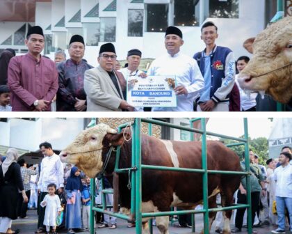 Wali Kota Bandung Muhammad Farhan menyerahkan sapi kurban Presiden Prabowo seberat 1,25 ton di Masjid Al-Ukhuwah.